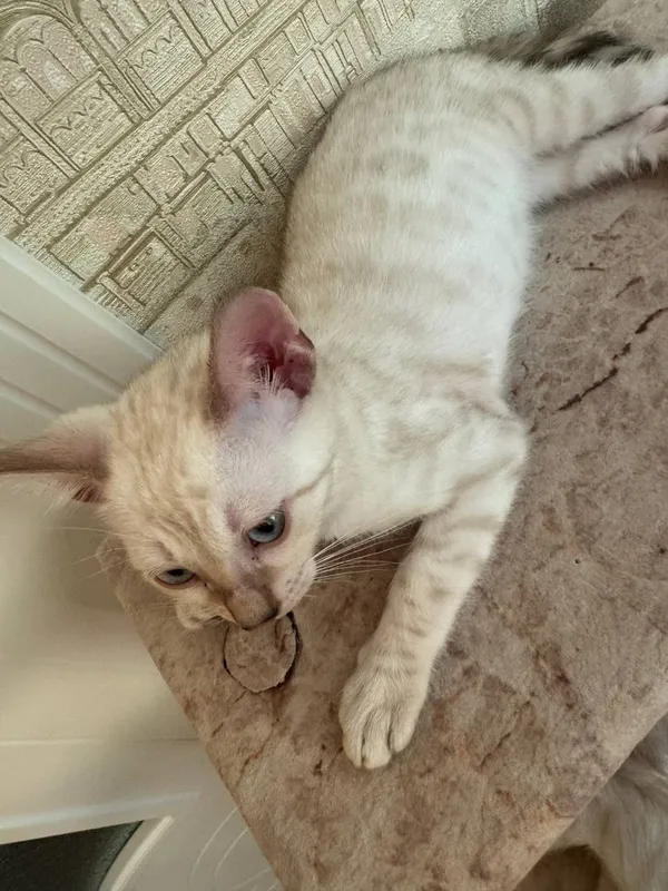 Продаются милые бенгальские котята — фото 2