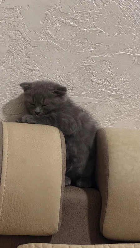 Скотиш Фолд 3 Скотиш Фолд 3