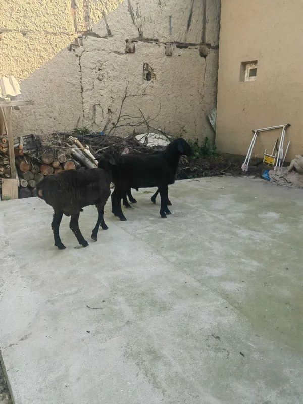 Qurbonlik uchun xonadon qo'ylari. — фото 1