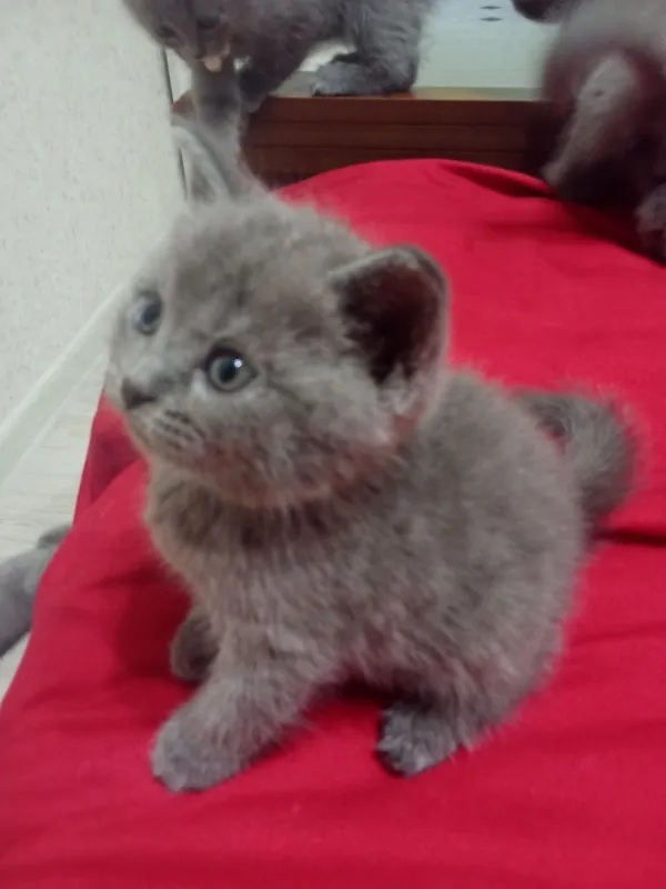 Котят страйд СОТИЛАДИ 5