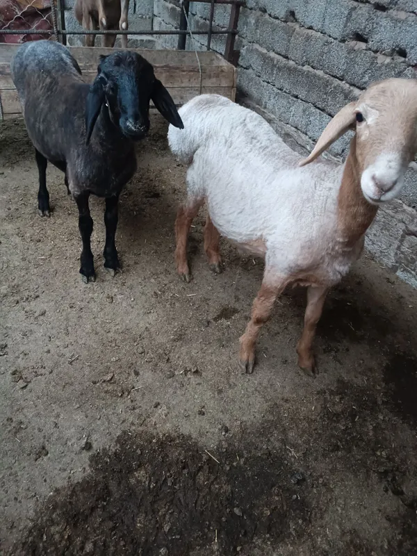 Qôzi qôchqorla soglom
