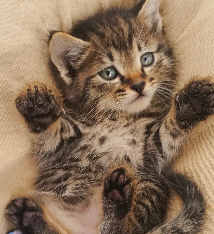 Котенок девочка 2 месячная