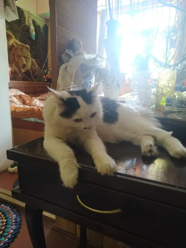 Отдам кота в хорошие руки — фото 2