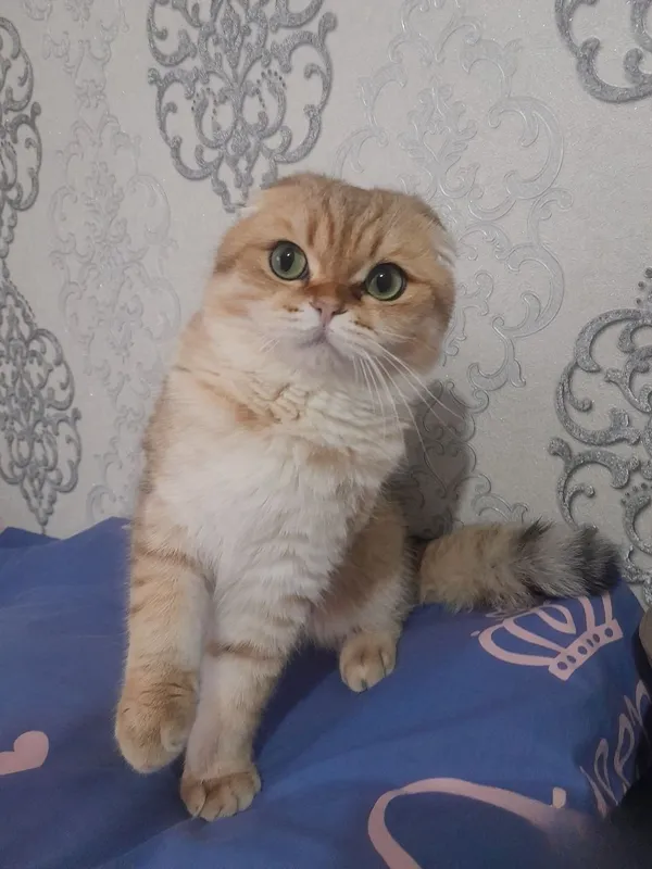 Yashil ko‘zli elita shotland fold zoti erkagi urg‘ochi mushuklarni uchrashuvga taklif qiladi 1 Yashil ko‘zli elita shotland fold zoti erkagi urg‘ochi mushuklarni uchrashuvga taklif qiladi 1
