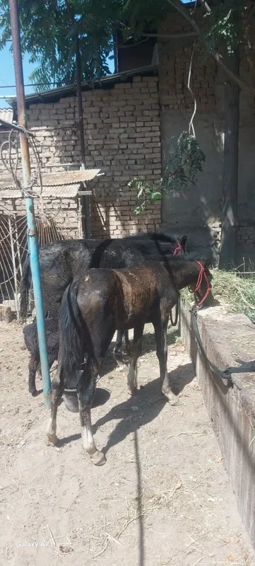 От той 1 та ургочи — фото 4