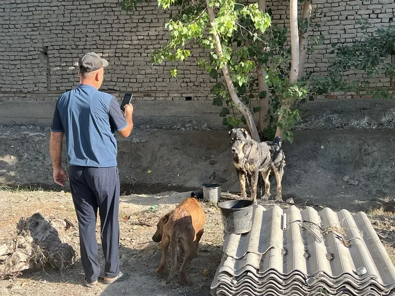 Alabay zotli kuchuklar va onasi sotiladi rasmda otasi bn onasi 2 Alabay zotli kuchuklar va onasi sotiladi rasmda otasi bn onasi 2