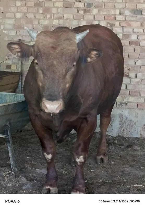 Limuzin buqa sotiladi 1 yosharu 5 oylik , boʻyi 142 , vesi 780 kg 1 Limuzin buqa sotiladi 1 yosharu 5 oylik , boʻyi 142 , vesi 780 kg 1
