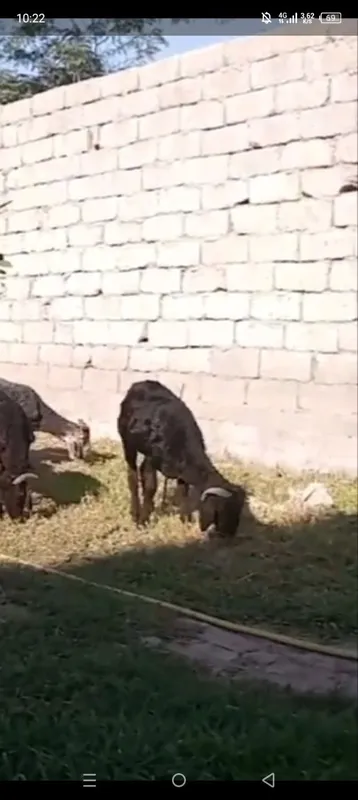 Qoʻzi qoʻhqorlar 3