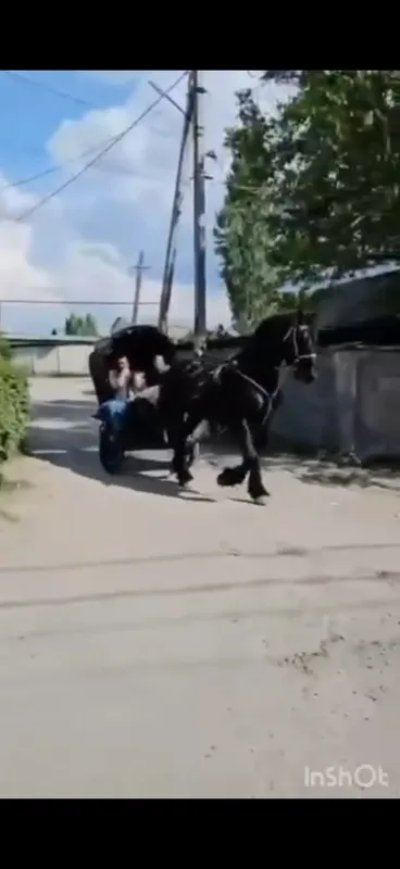 Продается лошадь Фриз (мальчик )