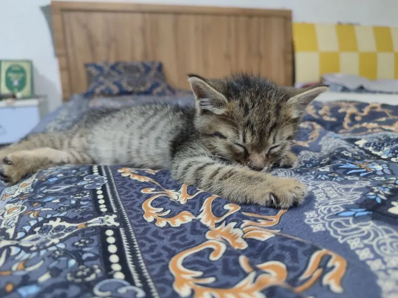 Котенок в добрые руки — фото 4