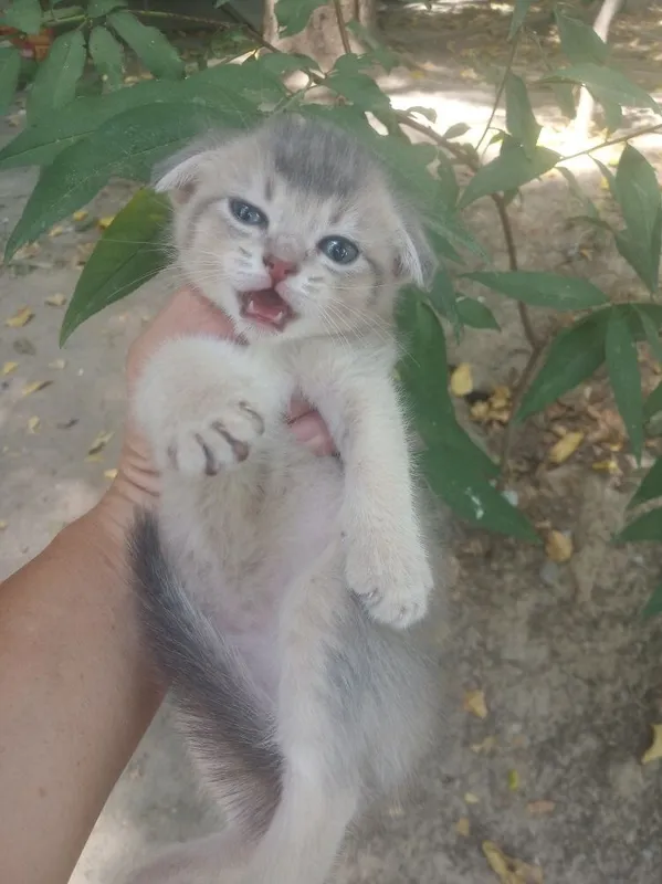 Продается котёнок 2 Продается котёнок 2