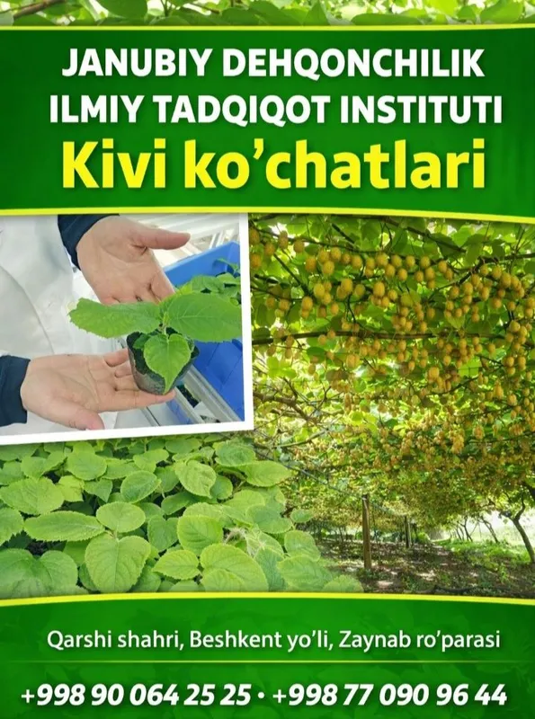 Ishonchi koʻchatlar istaganizcha Qarshi shaxrida Ishonchi koʻchatlar istaganizcha Qarshi shaxrida