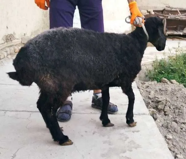 Shoxli arabi qo`y va bolasi sotiladi — фото 3