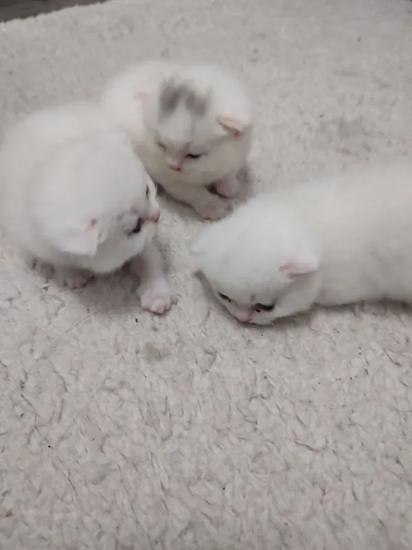 Продаётся котёнок скоттиш фолд — фото 3