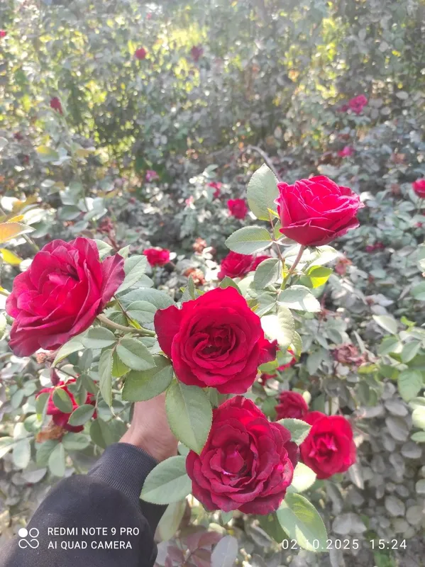 Роза атиргул atirgul koʻchatlari — фото 2