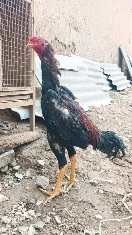 Dakan xoroz sotiladi 8