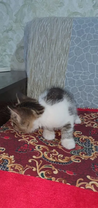 Yaxshi qo‘llarga beramiz 4 Yaxshi qo‘llarga beramiz 4