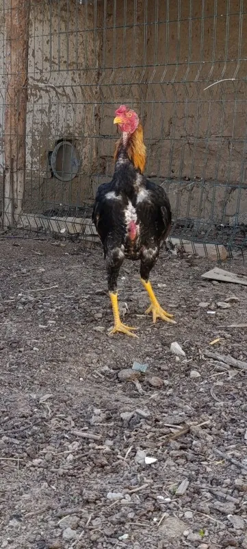 Dakan xoʻroz sotiladi