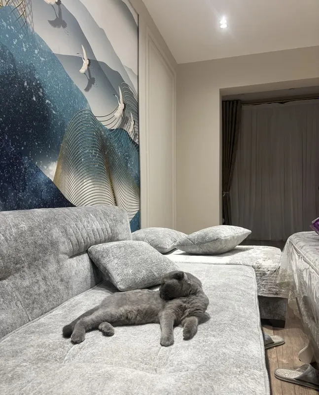 Британская чистокровная кошка, 1 год 6