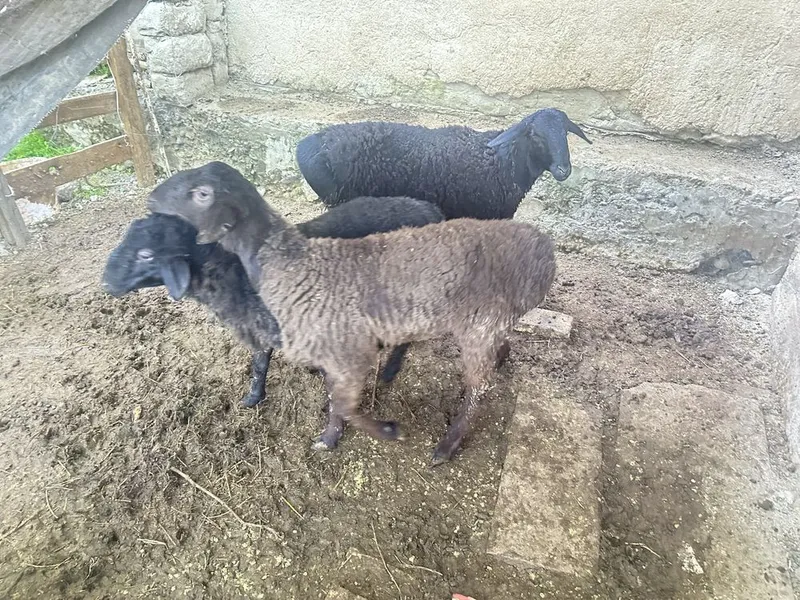 Qoʻchqor sotiladi Samarqand — фото 1