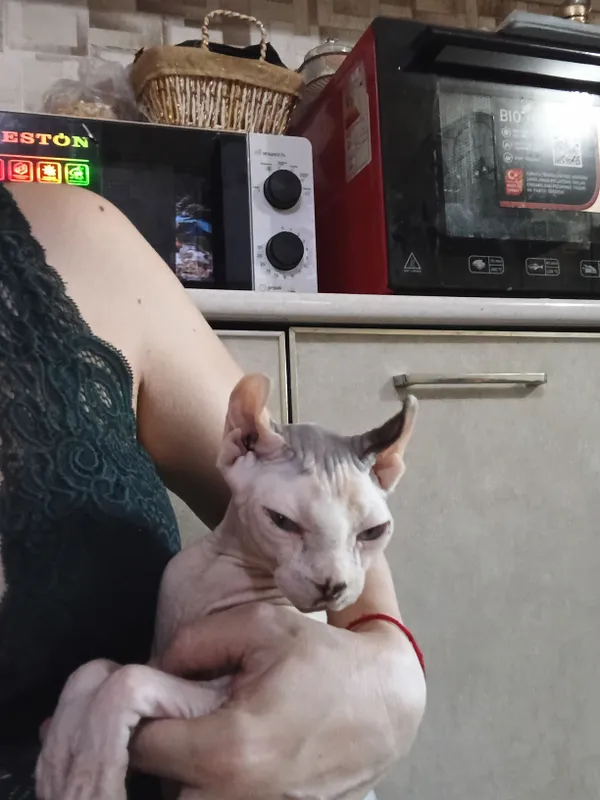 породистая кошка Свинкс