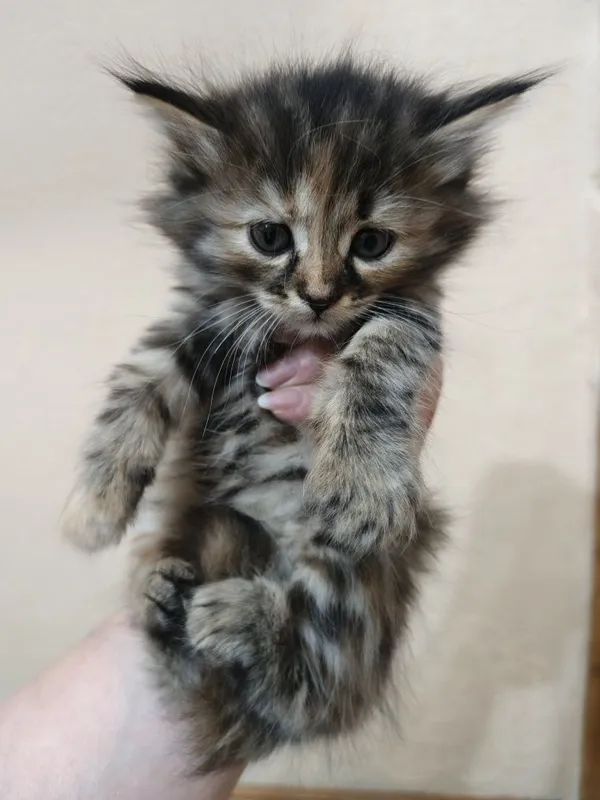 Котята домашние пушистые 2 месяца — фото 1