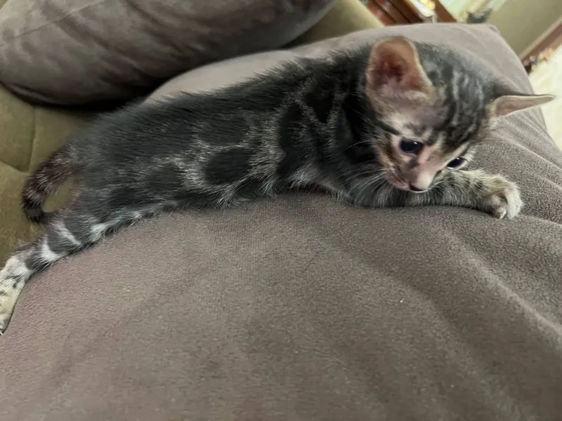 Бенгальский котята — фото 1