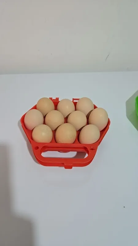 Galasheyka tuxumlati bor
