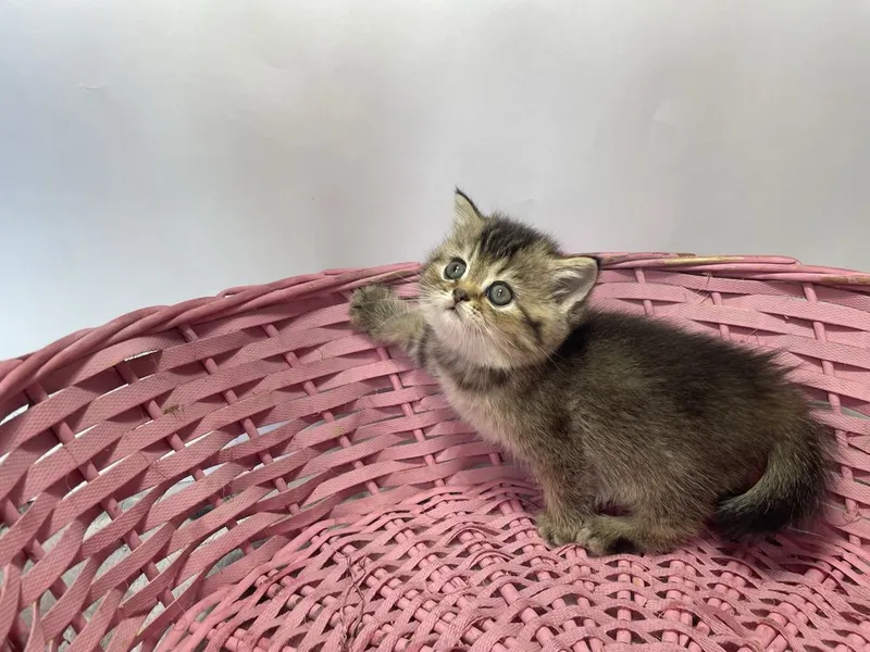 Продаются котенок породы скоттиш страйт — фото 4