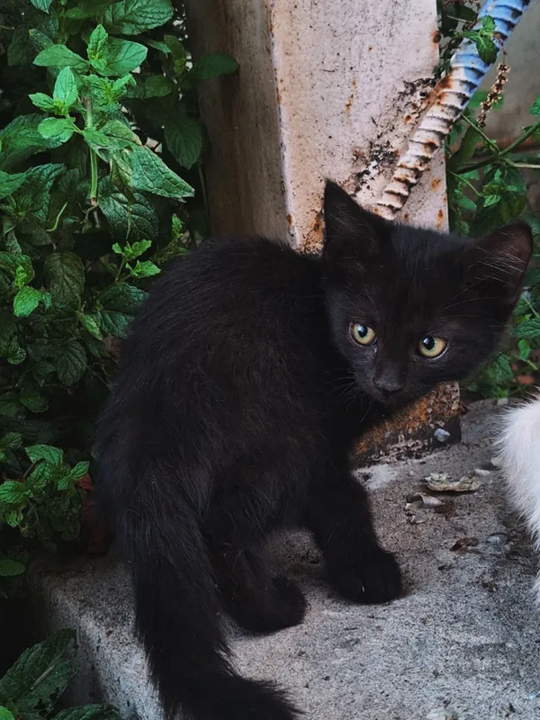 котята в добрые руки бесплатно 2 котята в добрые руки бесплатно 2
