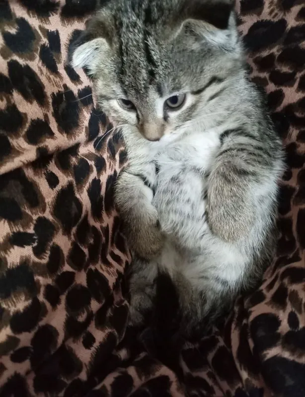 Scottish Fold mushugi zoti toza 1.5 oylik — фото 4