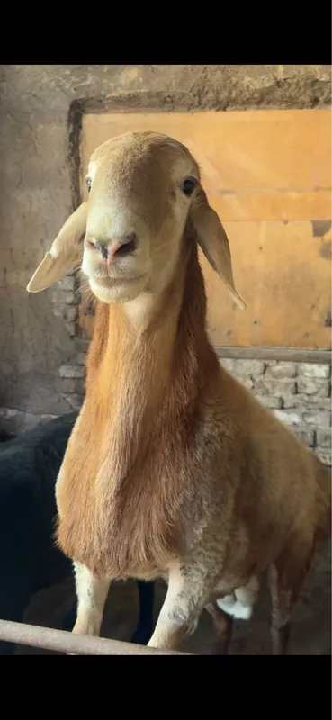 Qirgiz qochqor. 4 Qirgiz qochqor. 4
