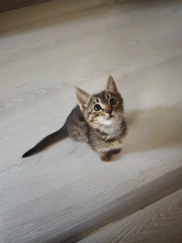 Отдадим котят в добрые руки 1 Отдадим котят в добрые руки 1