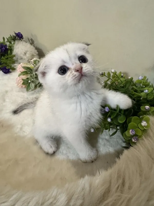 Продается Фолд, мальчик