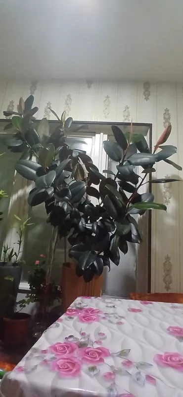 Uyda ostrlgan gul sotiladi Fikus uy iwxona ofislar un — фото 1