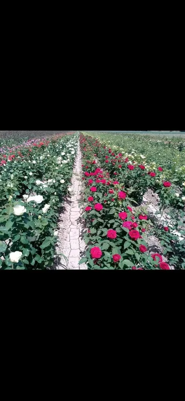 Istalgan turdagi gul ko'chatlari bor 300 xil — фото 2