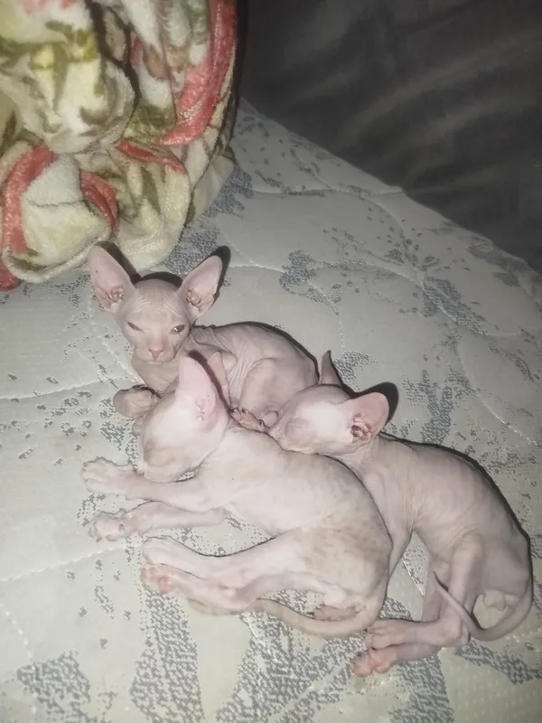 Продаю котят пародистых сфинксов — фото 1