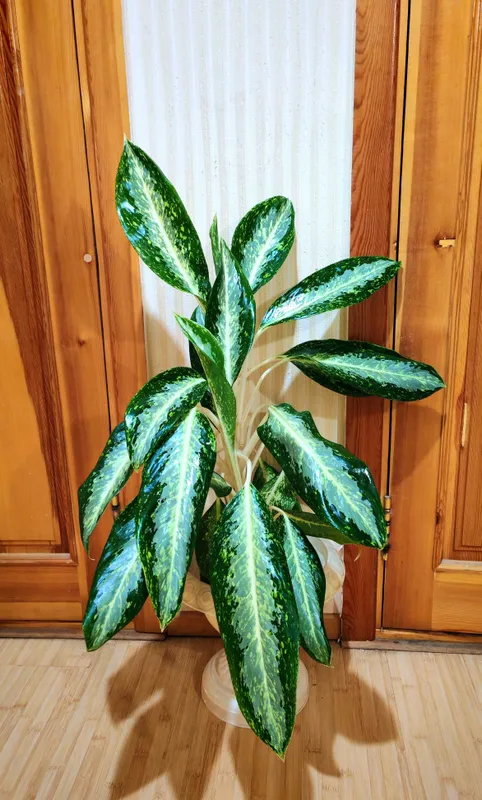 Аглаонема Golden Bay