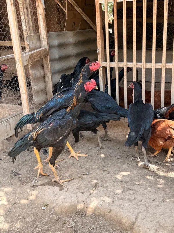Jo’ja ( xo’roz) 3 tasi yanvarda chiqqan 3 Jo’ja ( xo’roz) 3 tasi yanvarda chiqqan 3
