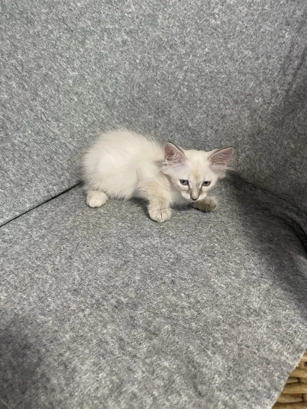 Котята Невская Маскарадная 3 Котята Невская Маскарадная 3