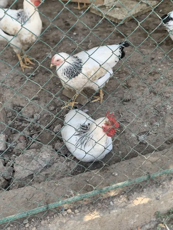 Adel rasiski joja xorozlar 2 Adel rasiski joja xorozlar 2