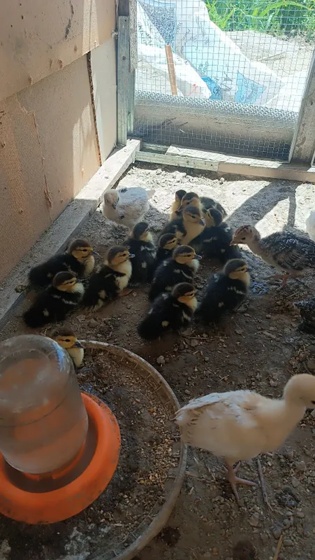 Indautka jöjalrı sotıladı. 3 kunlık. 35 mingdan — фото 2