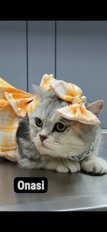 Skotish fold mushukchala скотишфолд котятя 8