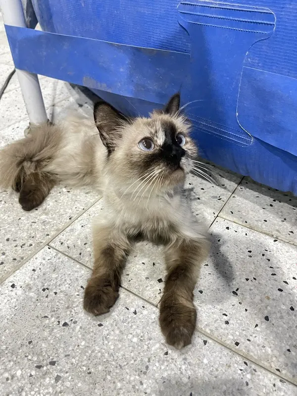 тайский зотли мушук яхши колларга 1 тайский зотли мушук яхши колларга 1