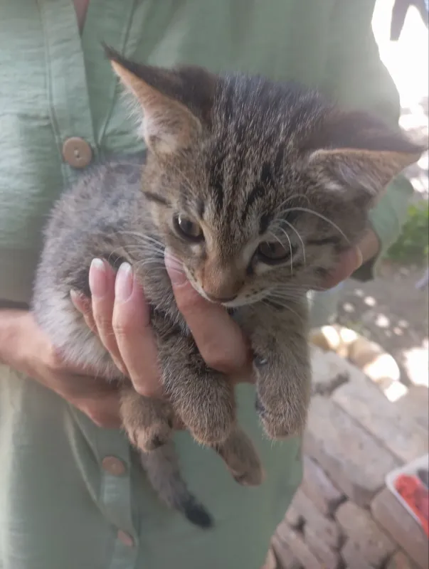 котёнок ищет дом — фото 1