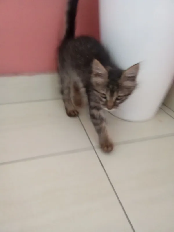 Отдам даром котика