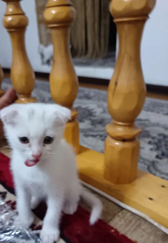 Скотш страйт хамда скотш фолд мушукчалар бор 2 ойлик