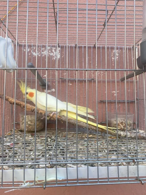 Karella nar yiri qush kozi qizil