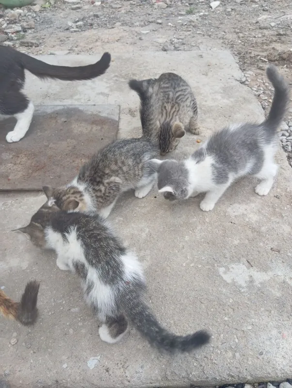 Котята в добрые руки.