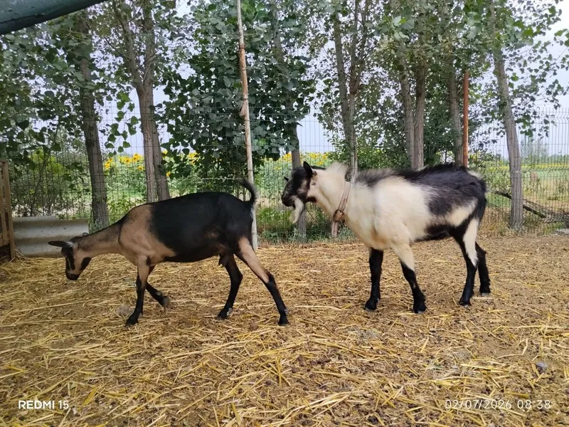 Alpin piakok taka sotiladi 2